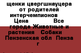 щенки цвергшнауцера от родителей интерчемпионов,   › Цена ­ 35 000 - Все города Животные и растения » Собаки   . Пензенская обл.,Пенза г.